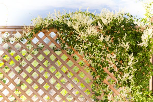 Cost of Lattice Repair in Iowa City