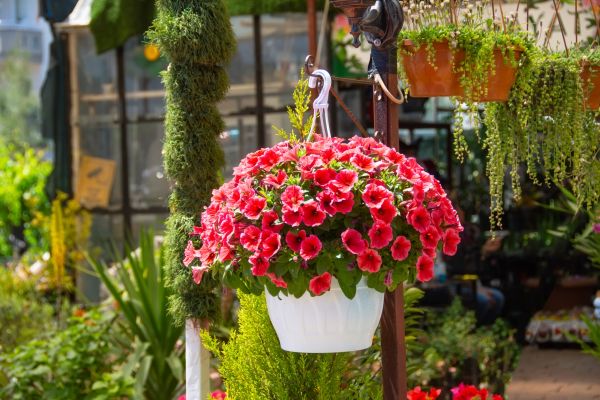Cost of Hanging Planter Installation in Iowa City