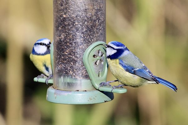 Cost of Bird Feeder Mounting Service in Iowa City